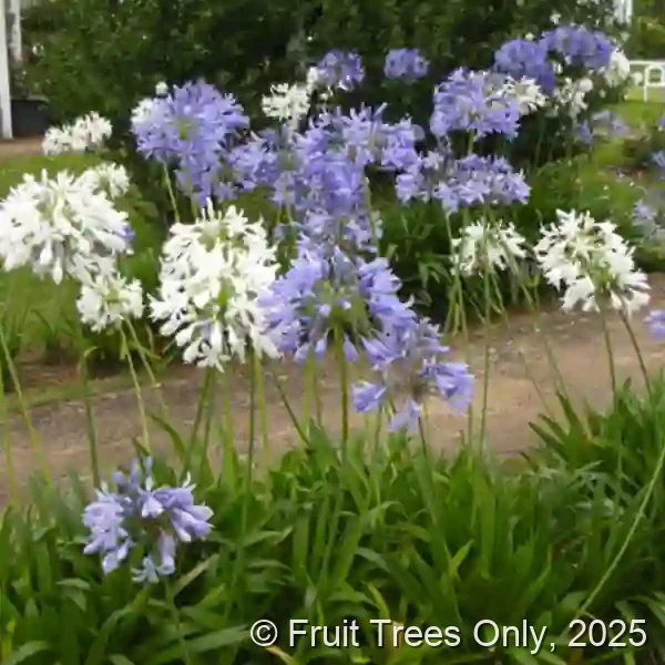 Agapanthus