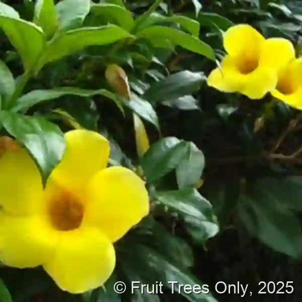 Alamanda