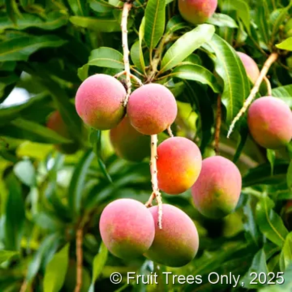 Alphonso Mango