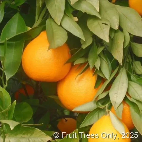 Ambersweet Orange