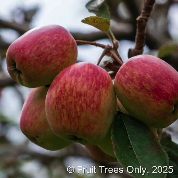 Anna Apple Trees for sale at Fruit Trees Only