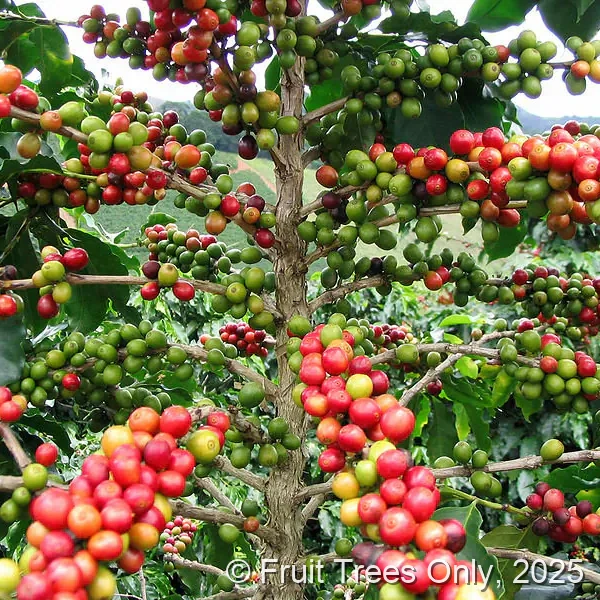 Arabica Coffee