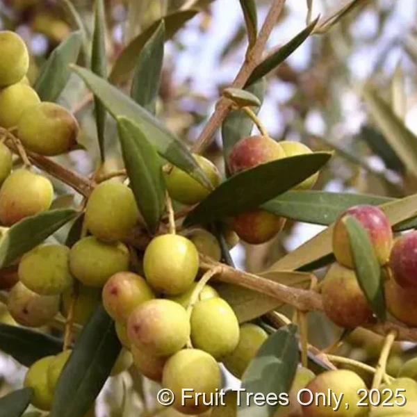 Arbequina Olive