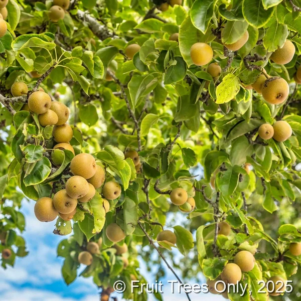 Asian Pear