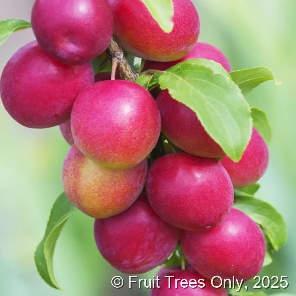 AU Rubrum Plum
