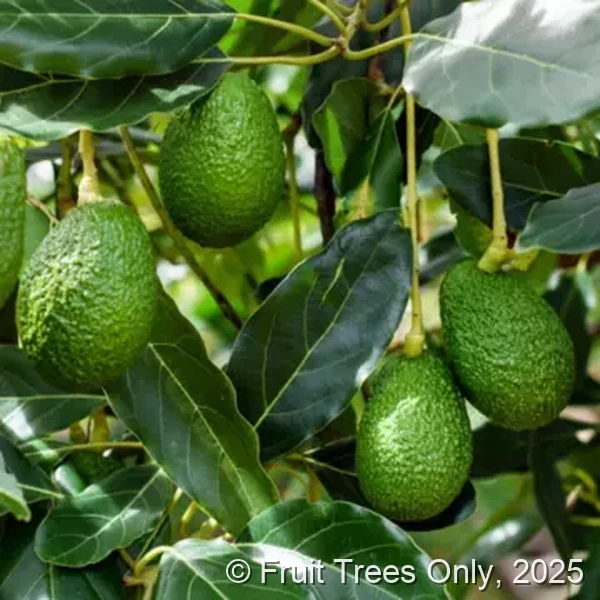 Florida Haas Avocado Trees for sale at Fruit Trees Only