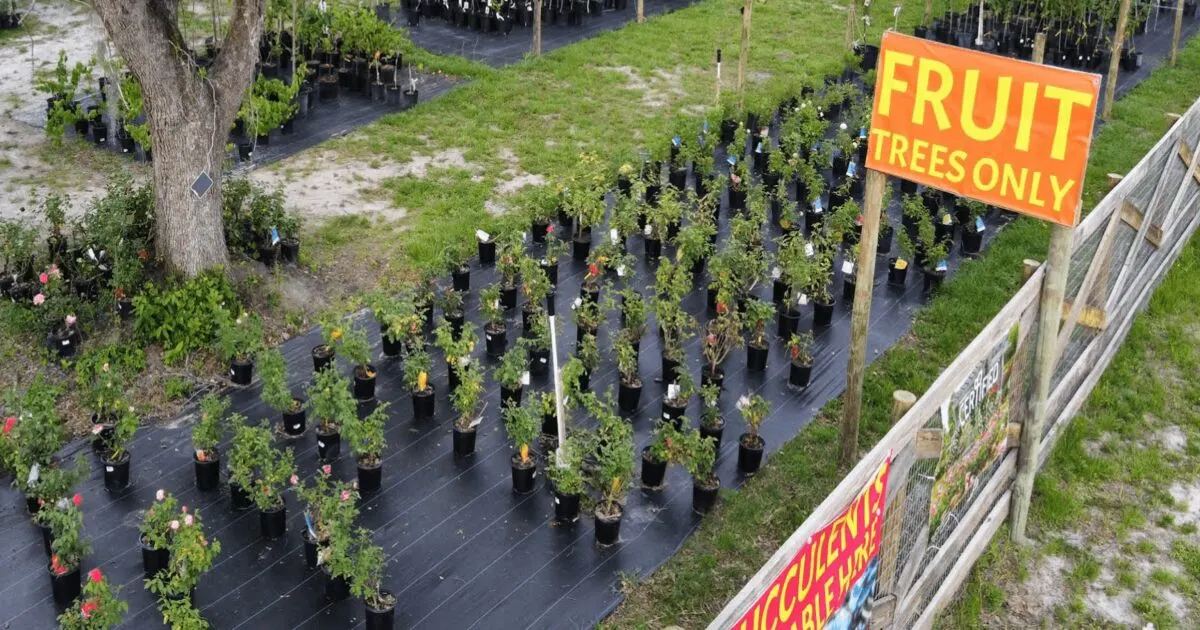Fruit Trees Only Dry Fruit and Nut Bearing Trees Banner