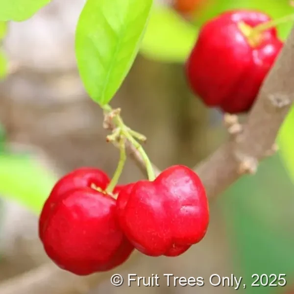 Barbados Cherry aka Acerola Trees for sale at Fruit Trees Only
