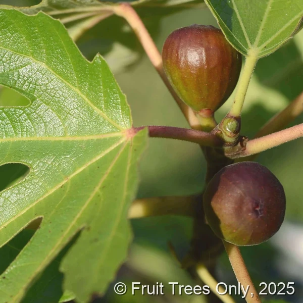Black Mission Fig