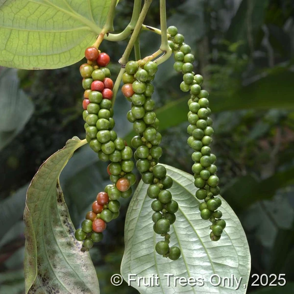 Black Pepper