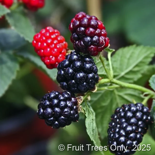 Blackberry Bushes for sale at Fruit Trees Only