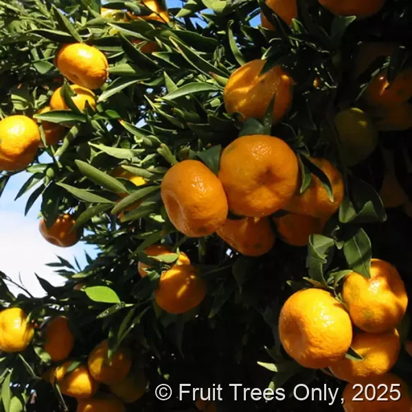 Blood Orange