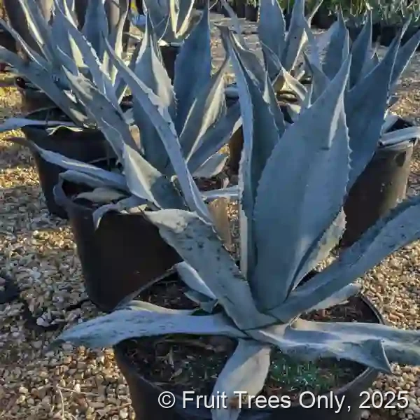 Blue Agave
