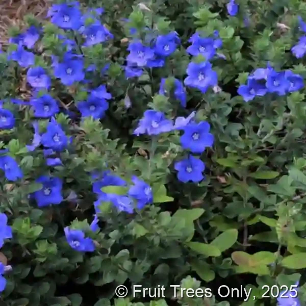 Blue Daze