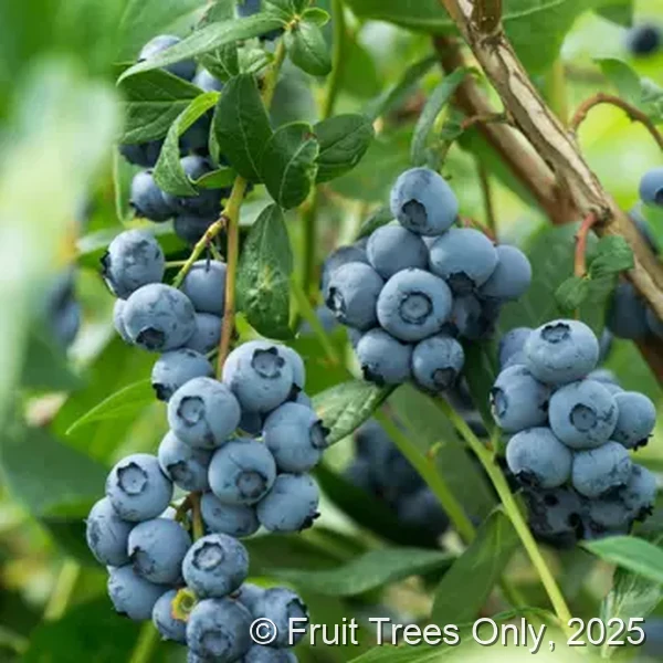 Blueberry