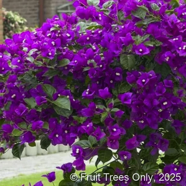Bougainvillea