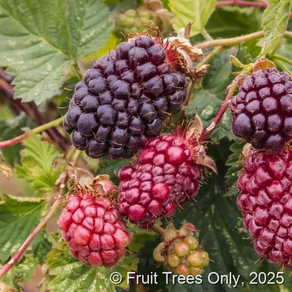 Boysenberry