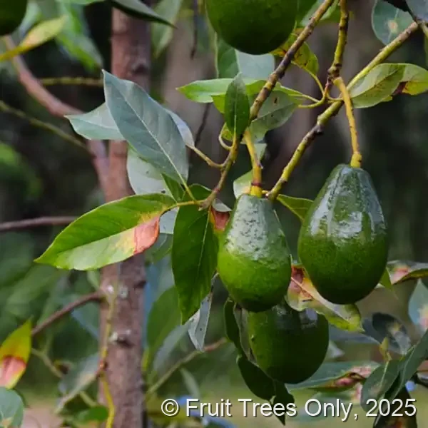 Brogdon Avocado fruit and tree