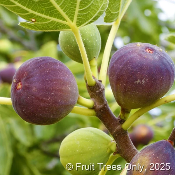 Brown Turkey Fig
