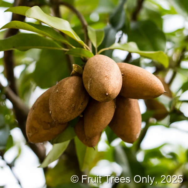 Butterscotch Sapodilla