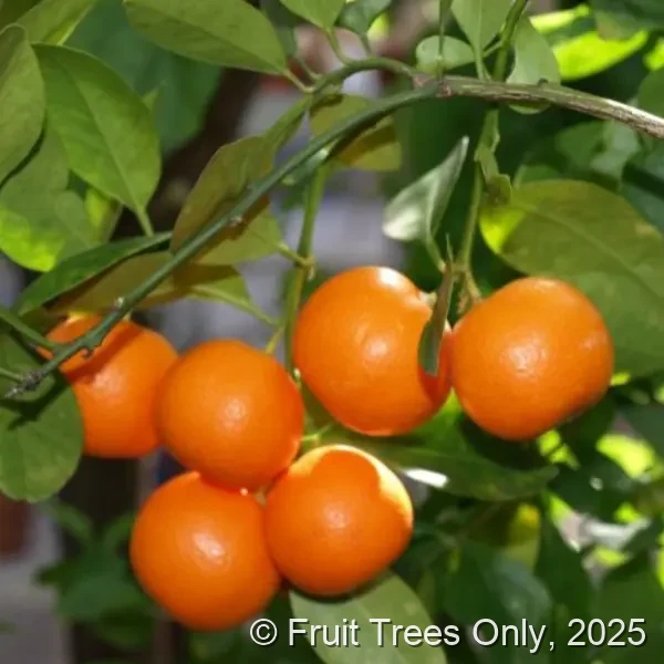 Calamondin Trees for sale at Fruit Trees Only