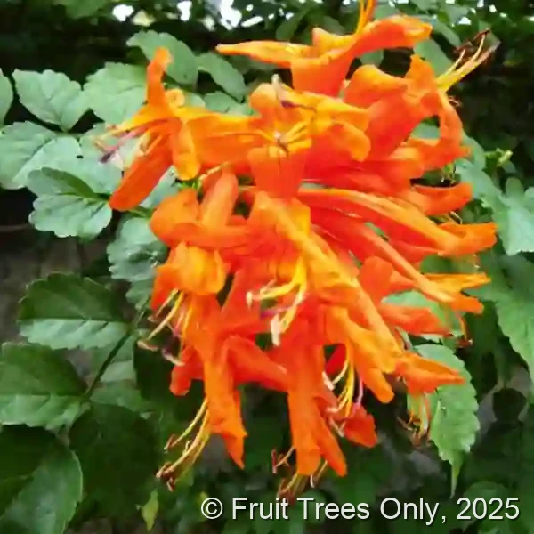 Cape Honeysuckle