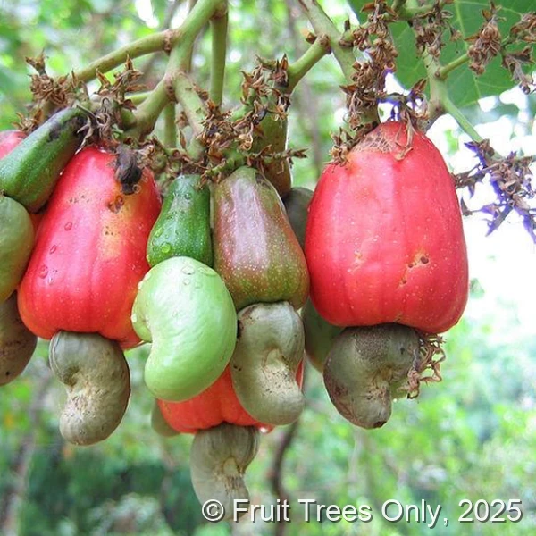Cashew Tree
