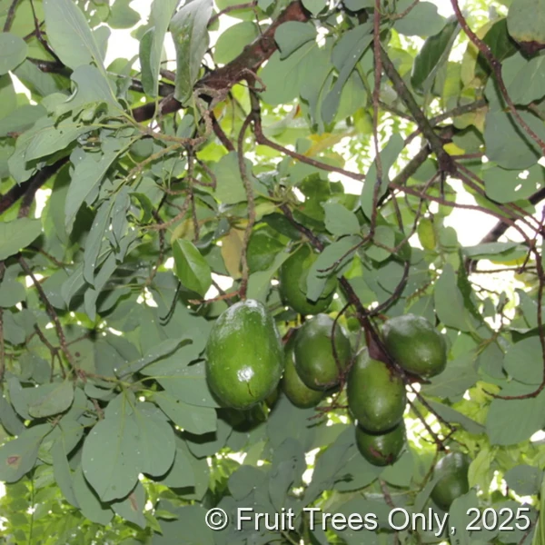 Catalina Avocado fruit and tree