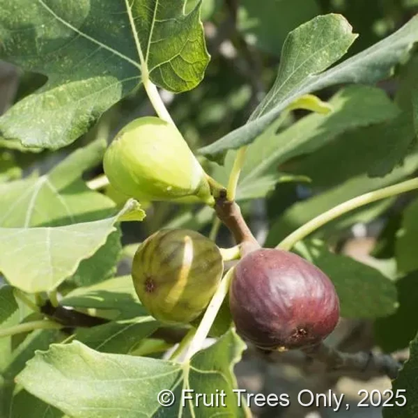 Celestial Fig