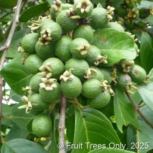 Cherry Guava