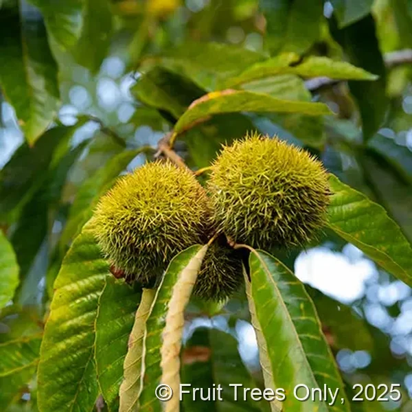 Chestnut Tree