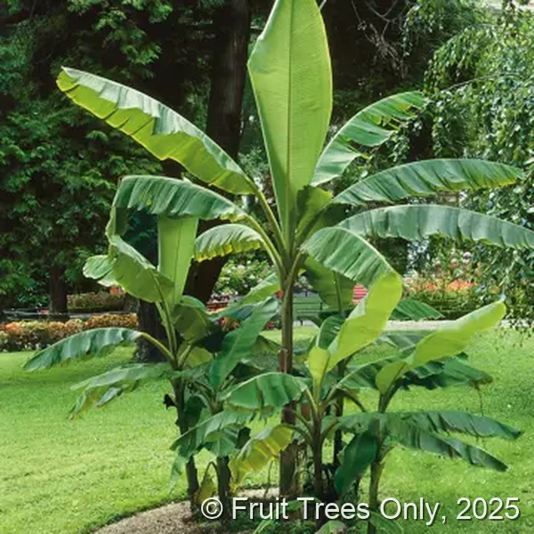 Chiquita Banana