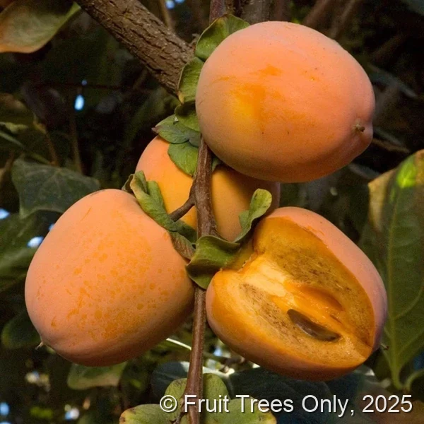 Chocolate (Tsurunoko) Persimmon