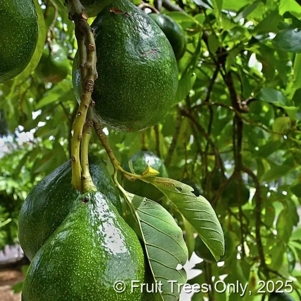 Choquette Avocado fruit and tree