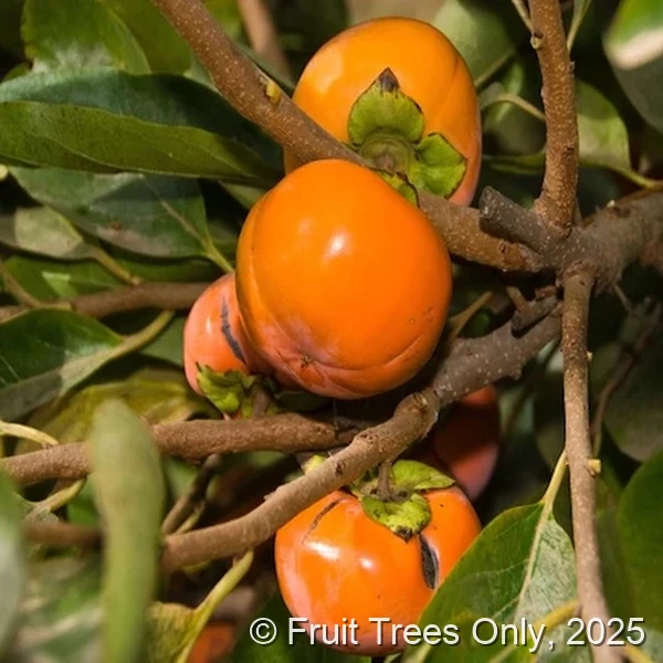 Coffee Cake (Nishimura Wase) Persimmon