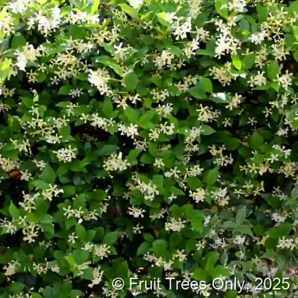 Confederate Jasmine