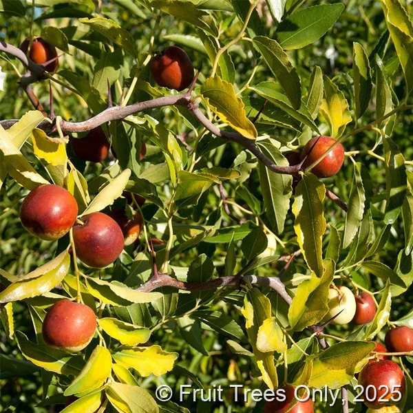 Contorted Jujube