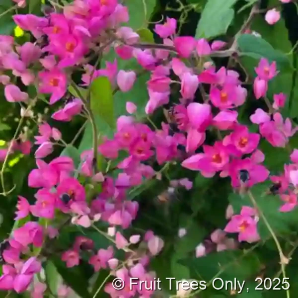 Coral Creeper