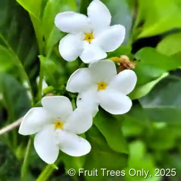 Crape Jasmine