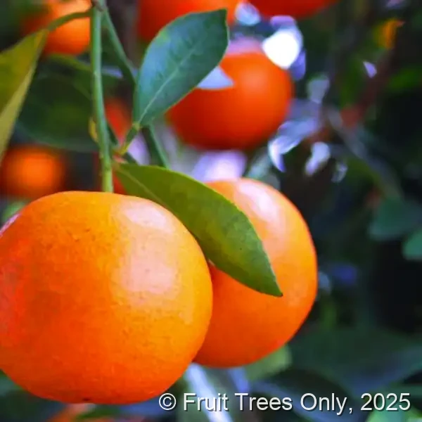 Dancy Tangerine