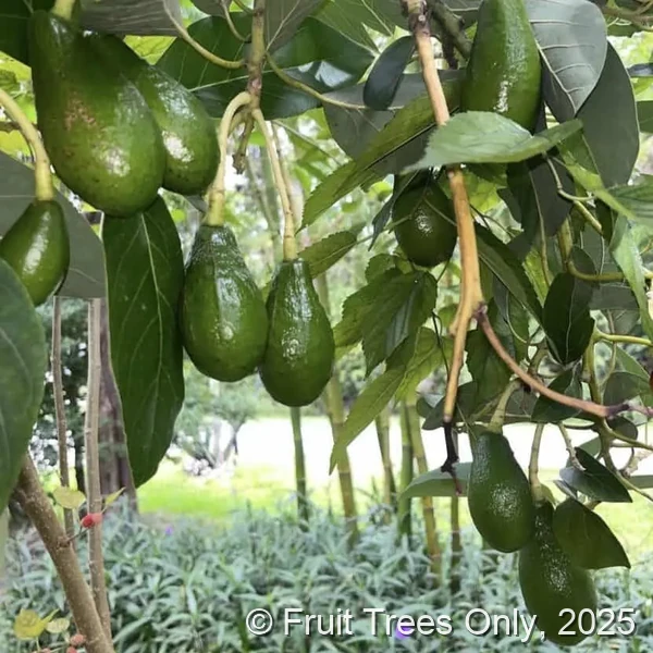 Day Avocado fruit and tree