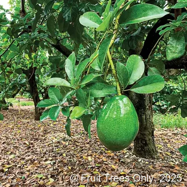 Donnie Avocado fruit and tree