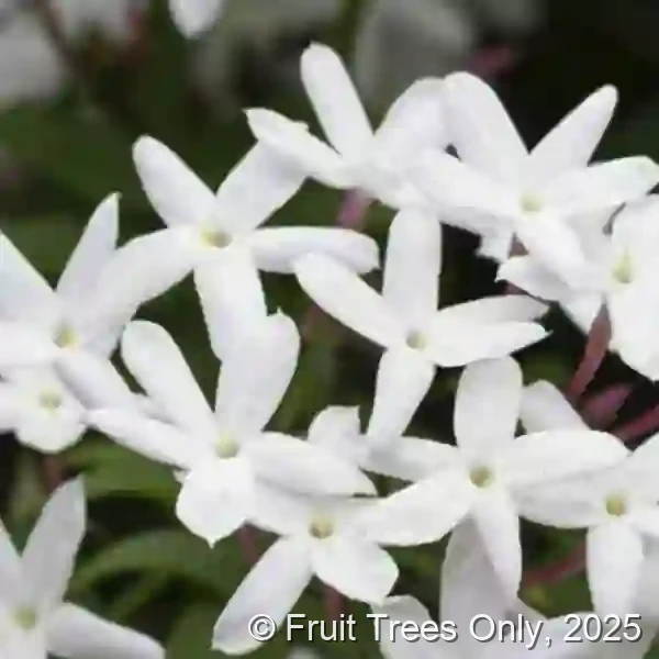 Downy Jasmine