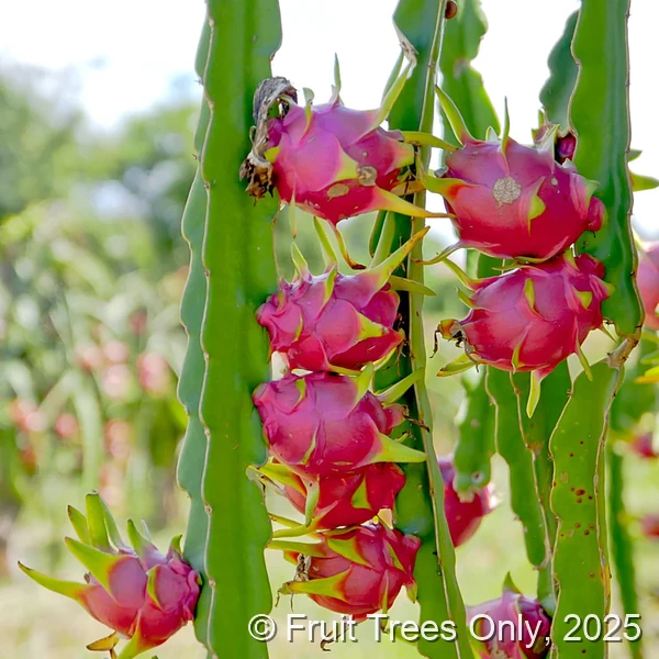 Dragon Fruit