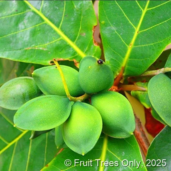 Dwarf Almond Tree