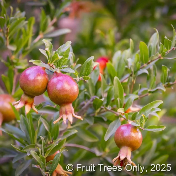 Dwarf Pomegranate fruit and tree