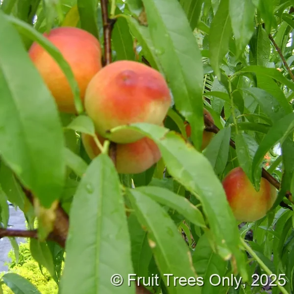Early Alberta Peach