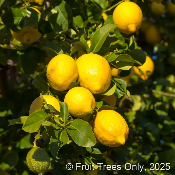 Eureka Lemon