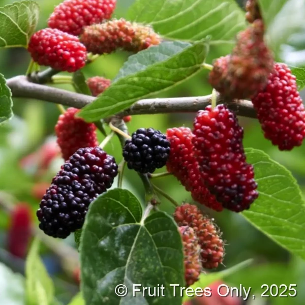 Everbearing Mulberry