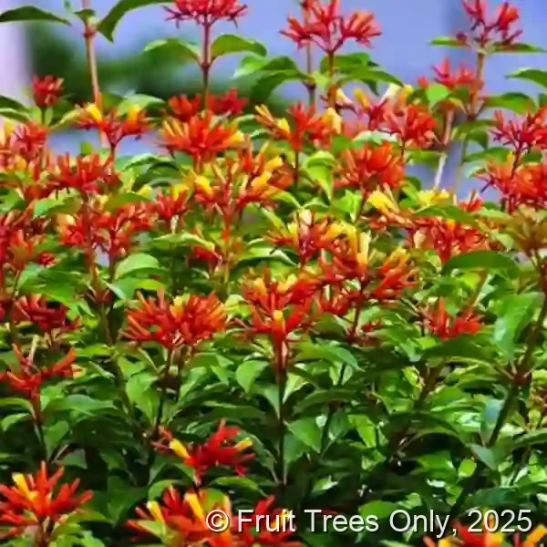 Firebush